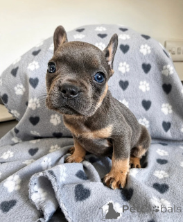 Foto №1. französische bulldogge - zum Verkauf in der Stadt Anderlecht | 400€ | Ankündigung № 171730