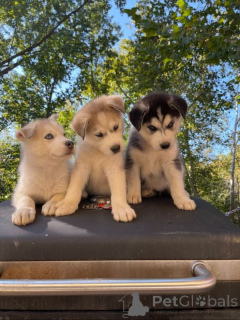 Foto №1. englischer staffordshire-terrier - zum Verkauf in der Stadt Amsterdam | verhandelt | Ankündigung № 71414