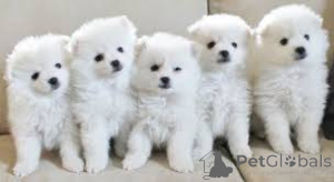 Foto №4. Ich werde verkaufen mischlingshund in der Stadt Lucerne.  - preis - verhandelt