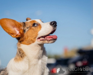 Foto №3. Welsh Corgi Cardigan, Welpe. Russische Föderation