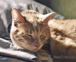 Foto №3. Rote Sonne Sancho, eine junge Katze sucht ein Zuhause. Russische Föderation