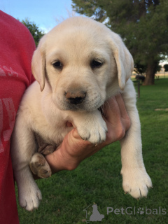 Foto №3. Labrador Welpen. USA
