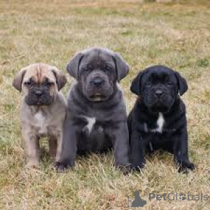 Foto №1. cane corso italiano - zum Verkauf in der Stadt Quebec City | 969€ | Ankündigung № 162777