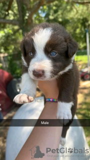 Foto №3. Border-Collie-Welpen. USA