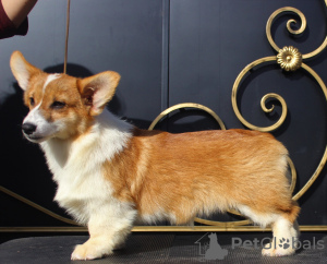 Foto №2 zu Ankündigung № 51355 zu verkaufen welsh corgi - einkaufen Russische Föderation quotient 	ankündigung, vom kindergarten, züchter