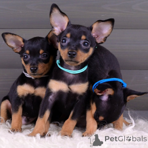 Foto №2 zu Ankündigung № 154708 zu verkaufen prager rattler - einkaufen Deutschland quotient 	ankündigung