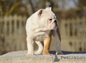 Foto №3. Englische Bulldoggenwelpen. Estland