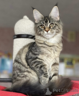 Foto №1. maine-coon-katze - zum Verkauf in der Stadt Baden-Baden | 965€ | Ankündigung № 163173