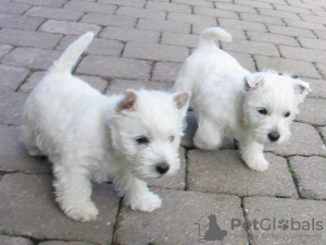 Foto №1. west highland white terrier - zum Verkauf in der Stadt Vienna | Frei | Ankündigung № 91597