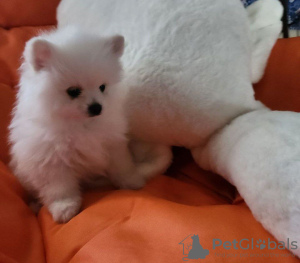 Foto №4. Ich werde verkaufen  in der Stadt Ивонич-Здруй. quotient 	ankündigung - preis - Frei