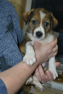 Foto №2 zu Ankündigung № 9673 zu verkaufen mischlingshund - einkaufen Russische Föderation aus dem tierheim