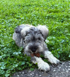 Foto №1. schnauzer - zum Verkauf in der Stadt Region Hannover | 580€ | Ankündigung № 175997