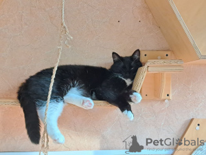 Zusätzliche Fotos: Die schelmische Katze Romashka sucht eine Familie!