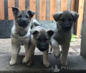 Foto №2 zu Ankündigung № 169378 zu verkaufen västgötaspets - einkaufen Finnland quotient 	ankündigung, züchter