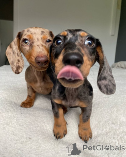 Foto №1. dackel - zum Verkauf in der Stadt Dramscell | 350€ | Ankündigung № 147582