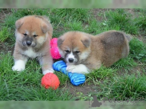 Foto №1. shiba - zum Verkauf in der Stadt Würzburg | 500€ | Ankündigung № 130342