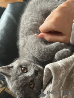 Foto №4. Ich werde verkaufen britisch kurzhaar in der Stadt Berlin. quotient 	ankündigung, aus dem tierheim - preis - 550€