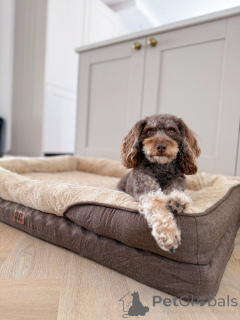 Foto №1. labradoodle - zum Verkauf in der Stadt Larochett | 581€ | Ankündigung № 156414