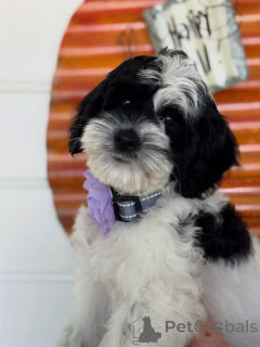 Foto №2 zu Ankündigung № 156280 zu verkaufen labradoodle - einkaufen Irland quotient 	ankündigung