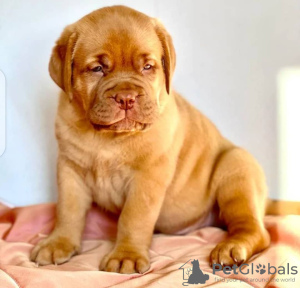 Foto №1. dogue de bordeaux - zum Verkauf in der Stadt Гамбург | verhandelt | Ankündigung № 124984