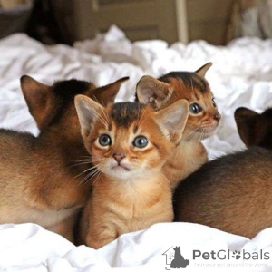 Foto №1. abessinierkatze - zum Verkauf in der Stadt Überllenlen | 350€ | Ankündigung № 169809