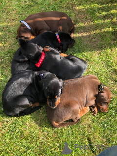 Foto №4. Ich werde verkaufen dobermann in der Stadt Fristad. quotient 	ankündigung, züchter - preis - 860€