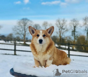 Foto №2 zu Ankündigung № 62805 zu verkaufen welsh corgi - einkaufen Ukraine 