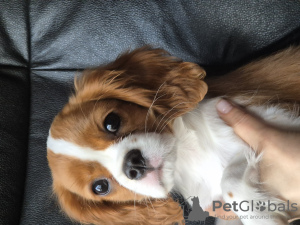 Foto №1. cavalier king charles spaniel - zum Verkauf in der Stadt Stavanger | 1800€ | Ankündigung № 102615