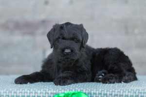 Foto №1. russischer schwarzer terrier - zum Verkauf in der Stadt Gomel | verhandelt | Ankündigung № 6478