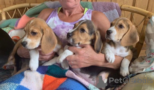 Zusätzliche Fotos: Gesunde Beagle-Welpen zur kostenlosen Adoption