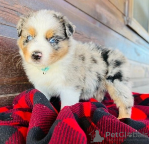 Foto №3. Bezaubernde Australian Shepherd-Welpen zu verkaufen. Deutschland