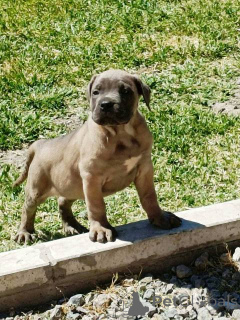 Foto №3. Cane Corso Welpen. Serbien