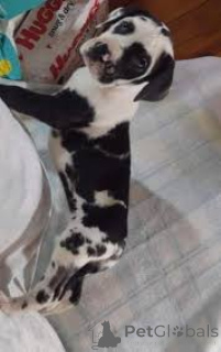 Foto №1. deutsche dogge - zum Verkauf in der Stadt Helsinki | 678€ | Ankündigung № 164703