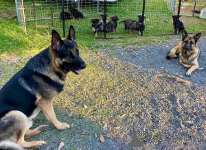 Foto №2 zu Ankündigung № 172411 zu verkaufen deutscher schäferhund - einkaufen Deutschland züchter