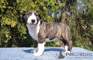 Foto №2 zu Ankündigung № 50291 zu verkaufen bullterrier - einkaufen Polen quotient 	ankündigung