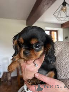 Foto №2 zu Ankündigung № 165975 zu verkaufen cavalier king charles spaniel - einkaufen Portugal quotient 	ankündigung, züchter