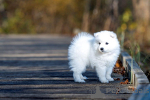 Foto №2 zu Ankündigung № 27753 zu verkaufen japan-spitz - einkaufen Estland quotient 	ankündigung