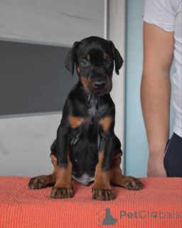 Foto №3. Urocze szczenięta dobermana do adopcji. Polen