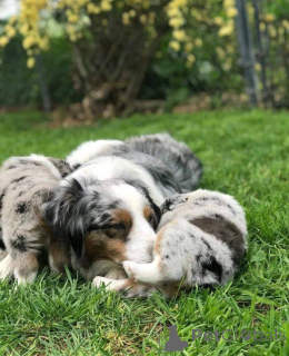 Foto №3. Verspielte Welpen zu verkaufen. Tschechische Republik