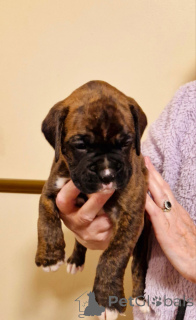 Foto №4. Ich werde verkaufen mischlingshund in der Stadt Франкфурт-на-Майне.  - preis - 298€