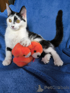 Foto №2 zu Ankündigung № 135297 zu verkaufen  - einkaufen Weißrussland quotient 	ankündigung