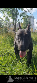 Foto №4. Paarung bullterrier in Weißrussland. Ankündigung № 114682