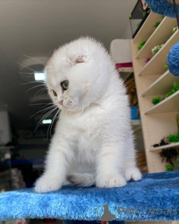 Foto №3. Scottish Fold Kitten Süßes Temperament und einzigartiger Charme. Deutschland