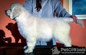 Foto №3. Golden Retriever Welpen. Montenegro