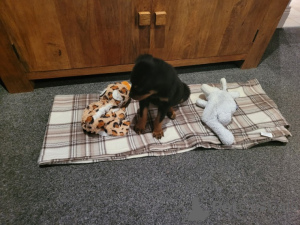 Foto №2 zu Ankündigung № 172219 zu verkaufen rottweiler - einkaufen Italien quotient 	ankündigung