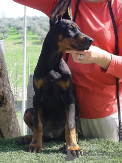 Foto №3. Welpen des europäischen Dobermanns ausgezeichnete Genealogie. Italien