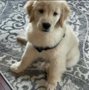 Foto №1. golden retriever - zum Verkauf in der Stadt Antwerpen | Frei | Ankündigung № 165258