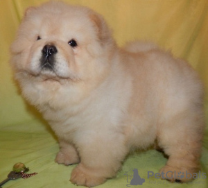 Foto №1. chow-chow - zum Verkauf in der Stadt Budapest | verhandelt | Ankündigung № 56811