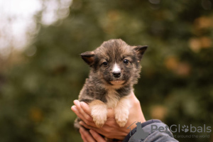 Foto №4. Ich werde verkaufen mischlingshund in der Stadt Москва. quotient 	ankündigung - preis - Frei