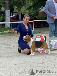 Foto №3. Bigl -Stricken in Russische Föderation. Ankündigung № 133040